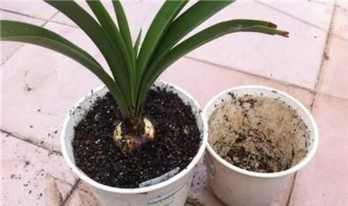  【要及时】生活中这几种水,最好不要浇花,浇1盆死1盆,千万注意不能忽视