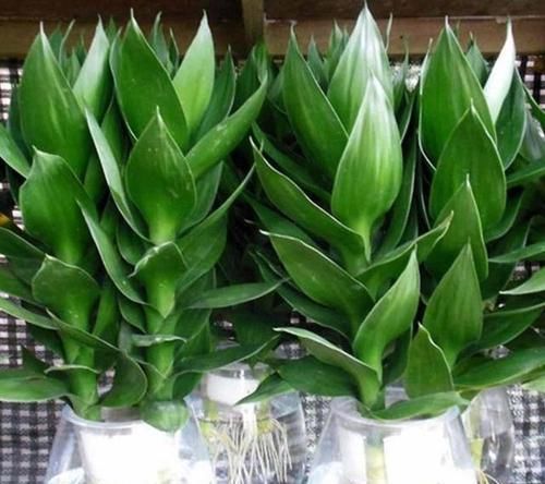  『植物』这“3种”植物，能除甲醛、能旺财，富人都爱养，难怪健康又富贵