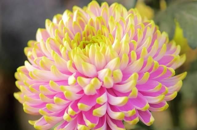 「天都」适合新手养的3种花,开花漂亮花期长,开花200天都不停