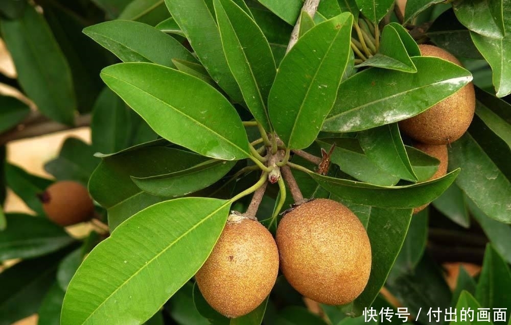  【种植】含钙量居水果之首，价格常年保持40元一斤，却少有农民