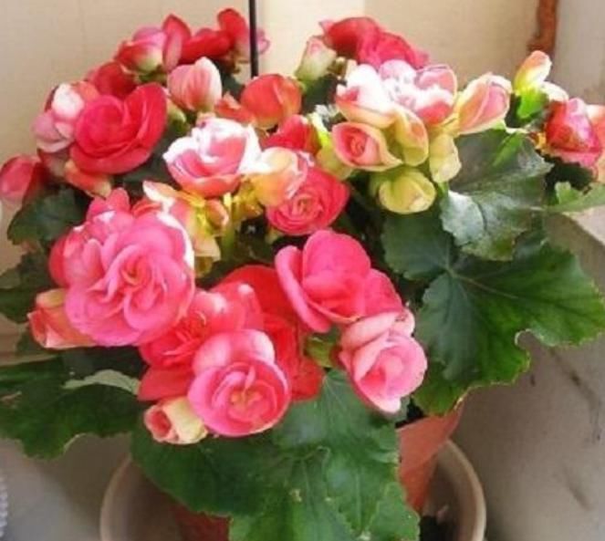  『有花赏』4种花是“开花高手”，开花多，开花长，养2盆“四季”有花赏！