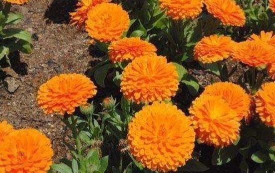  自制|新手养金盏菊，自制一种“渣”，根系肥又壮，花朵一开大半年