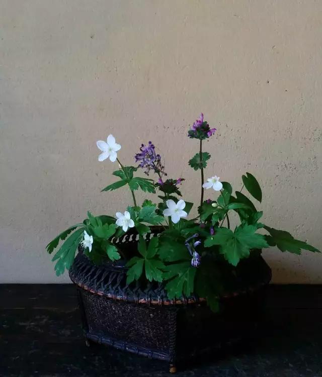  『阵子』42例插花欣赏！一辈子，总要插一次花！