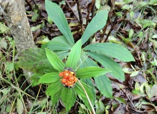  种植物：它1斤“650元”，生长在山沟里，植株并不丑，也能开花，珍贵