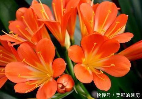 喜欢|家养君子兰,这“3个”雷区千万不要踩,不然黄叶是家常便饭