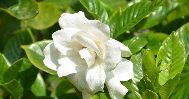  搞定|栀子花发黄，一招搞定，就是这样简单