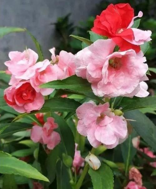  【适合】有5种花卉，花色绚丽，花期长，优美妖娆，适合在阳台养护和观赏