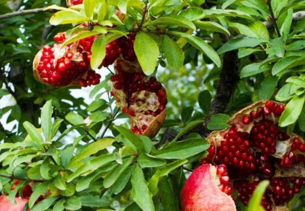 体重过120斤?尽量多吃这5种水果，尤其后2个!让体重一降再降!