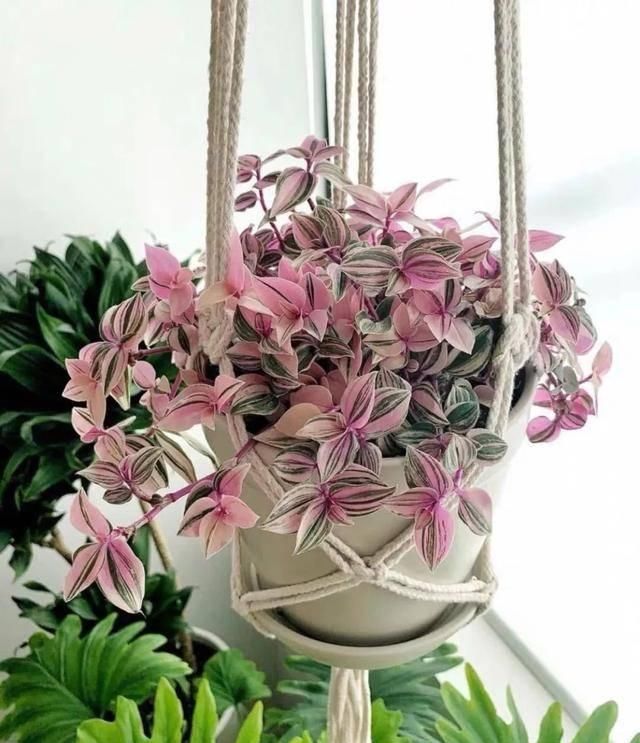  [植物]吊兰的植物美学：这几款美美的吊兰，你最爱哪一款？