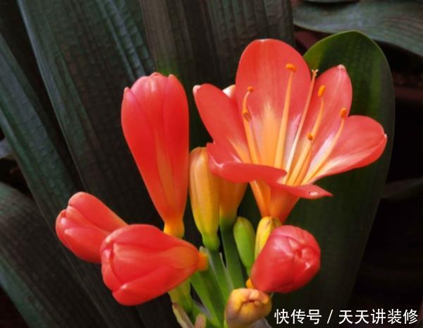  栀子花：这4种花不好养，买了也是浪费钱，不要被商家忽悠了！