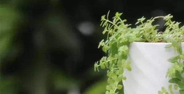  【搜罗】史上最全“懒人植物”大搜罗，看看哪盆才是你的心头好