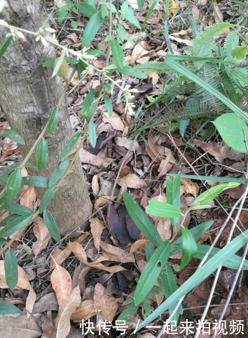  【农村】农村山上的稀罕物，现在越来越少了，过几年不知是否还