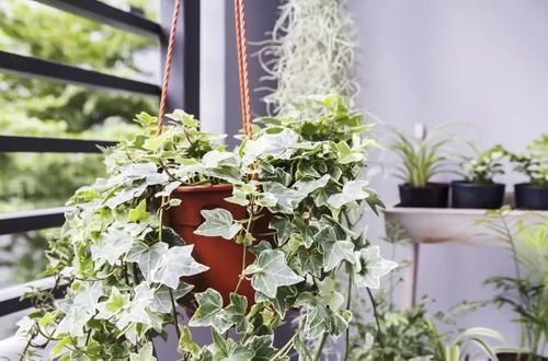  『家里』养在家里的盆栽植物不注意定期清洁，难怪怎么养都养不好