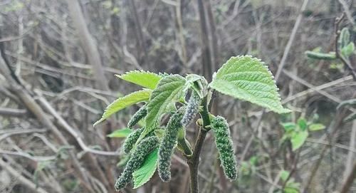  宝价值高：乡下1种树见土就长，人称“惹不起”，3个真正价值少人知