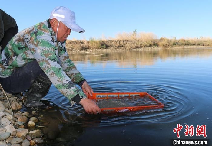 「长江水系中」3800万尾长江蟹幼苗新疆北部“安家”助养殖户增收