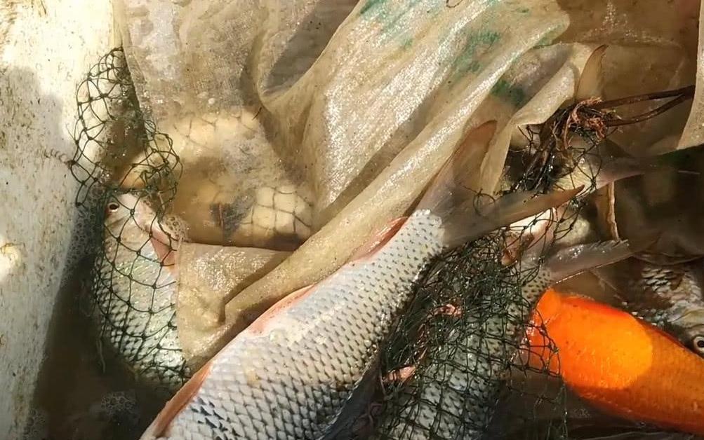 水田里的鱼养了2年，看看有多大了？农村大叔下水捕捞起来不少