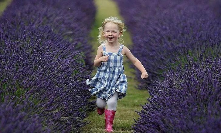  「人生就像一」有一种浪漫叫“紫色”