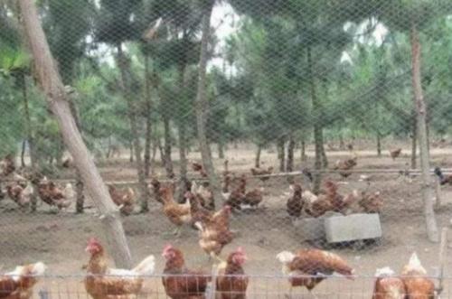  玉米：养鸡，到底是用玉米喂好？还是用稻谷喂出来的好？养殖户