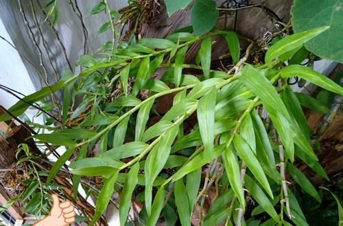  「喷水保湿」晶帽石斛从光秃秃到开花爆盆才用了3个月，养功怎么如此优秀