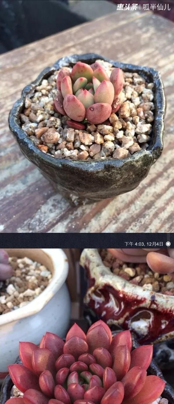 『白菜』多肉断水12天,绿白菜秒变红舞娘,想要上色就得...