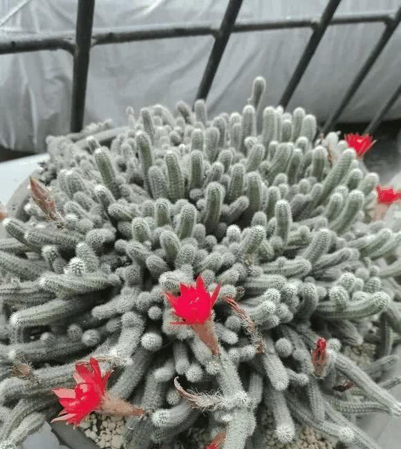  『根枝』这花长得像毛毛虫，掐根枝就活，1个月爆满大缸！