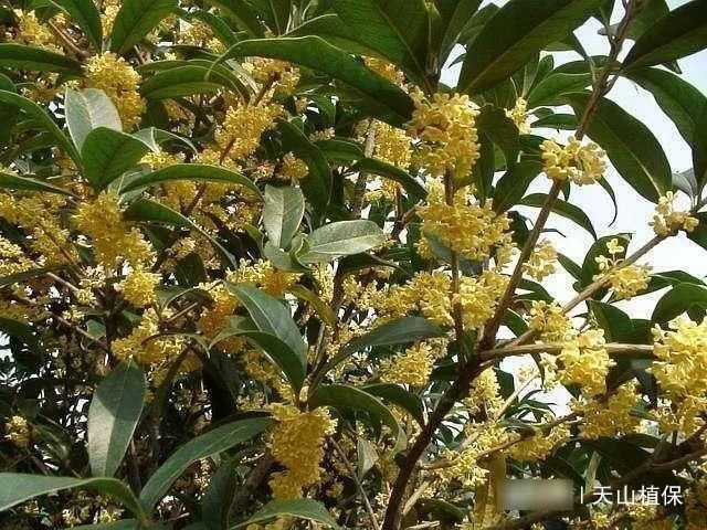 养在院子里:院子不能瞎养树,种几棵果树才是真的合适,果子好吃还能添福