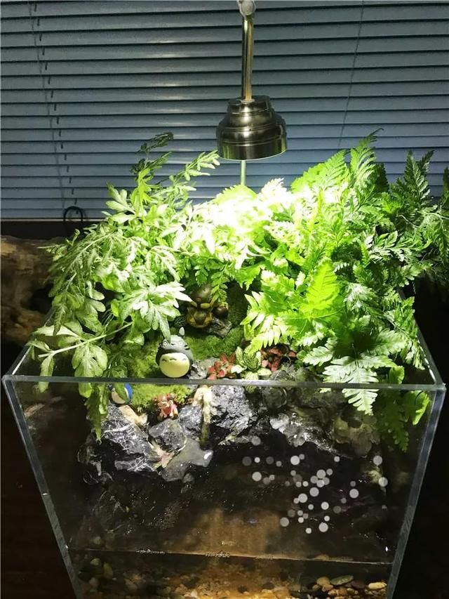 春色不仅在田野里，也可以刻在你家玻璃缸内的苔藓景观缸中！