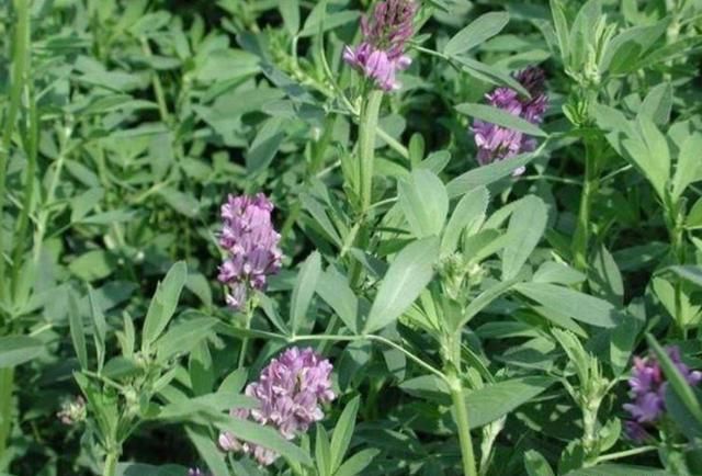  「收割」亩产4万斤，种1次连续收割5年，1年能割5茬，农民：经济效益如何