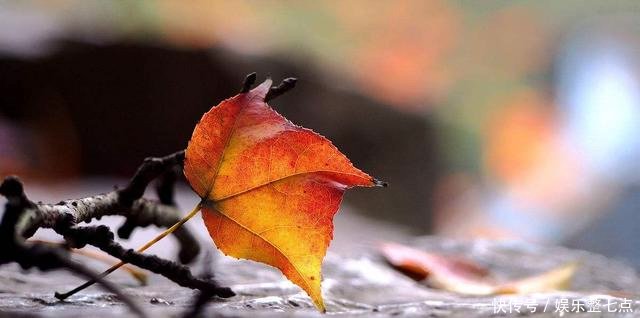 树叶怎么拍掌握拍摄技巧和思路,拍出好看的树叶照片