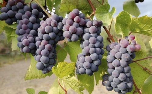 葡萄有没有打激素看三个地方就对了，学会后再也不怕买到激素葡萄