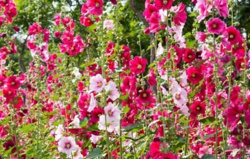  绿萝：春季逛花市，邻居只买3种花，新手也能养爆盆，花色鲜艳夺目