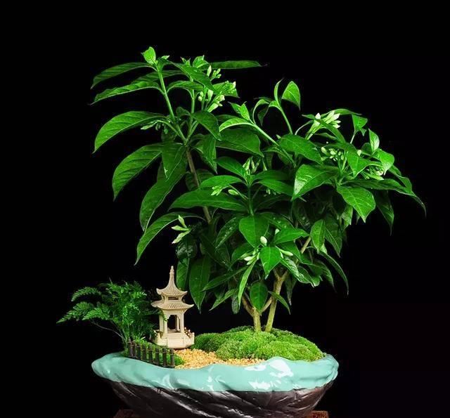  观赏价值：养花就养这几种，又香又杀菌！养几盆家人少生病！