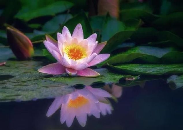 秋来伏未去，十首诗中觅清凉