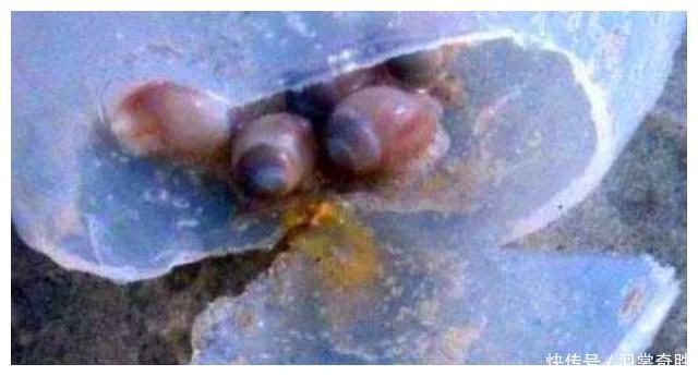 海滩上发现“珍珠”，游客疯狂捡拾难阻止，得知实情后纷纷丢弃