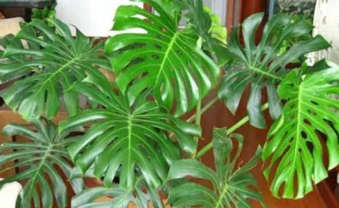 简洁■夏天已到,这款花卉养在家里,花型简洁素雅,花色洁白