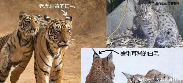猫科动物:为什么有些猫科动物耳背有白毛这对它们的生活来说相当重要