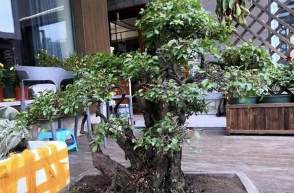  『盆栽』盆栽植物总烂根,知道这4个原因还不够,解决方法更重要