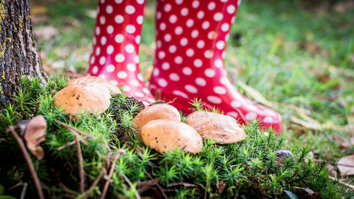 大人孩子上山采蘑菇，被挖肾挖眼？这条谣言又来兴风作浪了！