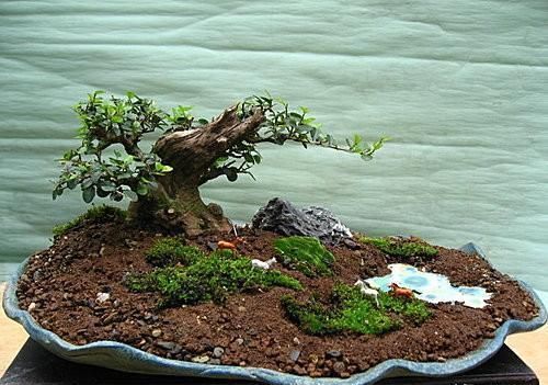 矮霸雀梅养桩到成型——岭南盆景“截干蓄枝”技法全记录！