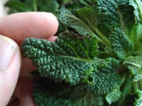  「杂草」农村常见的野草，过去被农民当杂草锄掉，如今却是清热