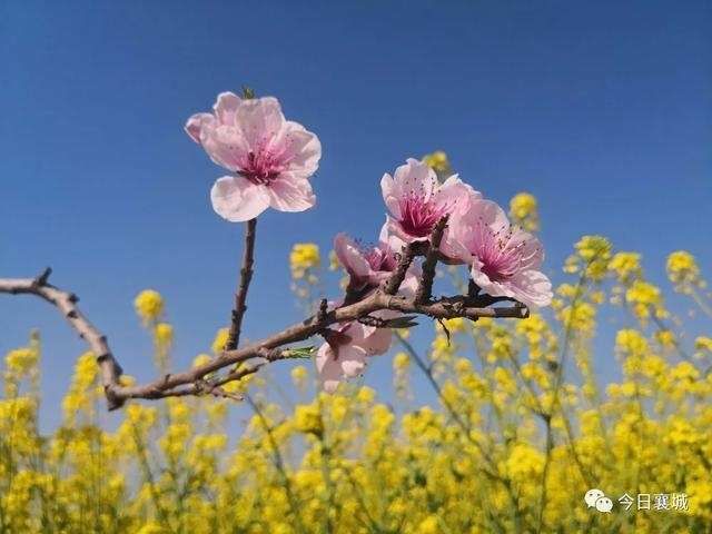  「襄城」不看襄城的桃花，怎么知道春深几许？