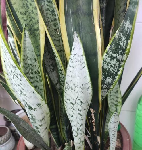  够快速：养花最怕“乱浇水”，按照此“原则”，能省“十年养花功”