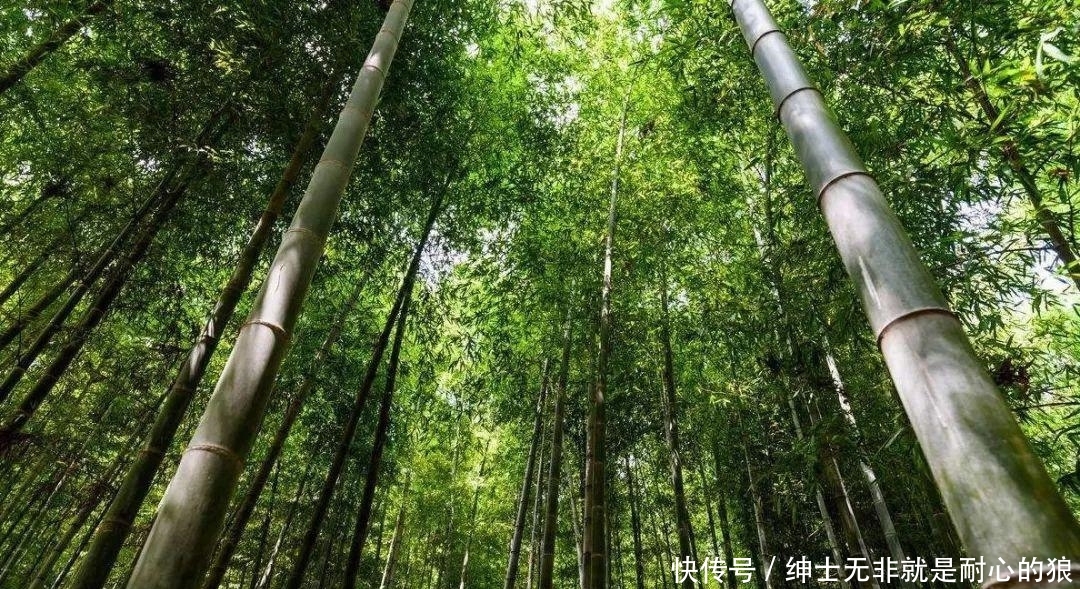  『苔藓』一竹一苔一盆景, “拥入怀中, 成就彼此”制法与图解