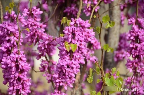  沼泽园中常见@花色淡雅的3种花，紫荆、夏雪片莲、满山红，开花娇艳欲滴