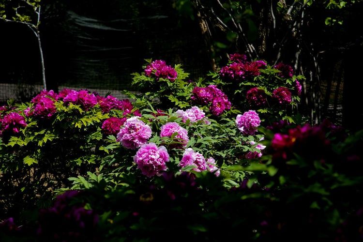 『欣赏牡丹花』71岁农民耗时40年家门口建牡丹园,1株镇园之宝10万不卖,啥样子