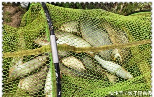  『大草』金圭鲤干上大草，顾不及断线跑鱼