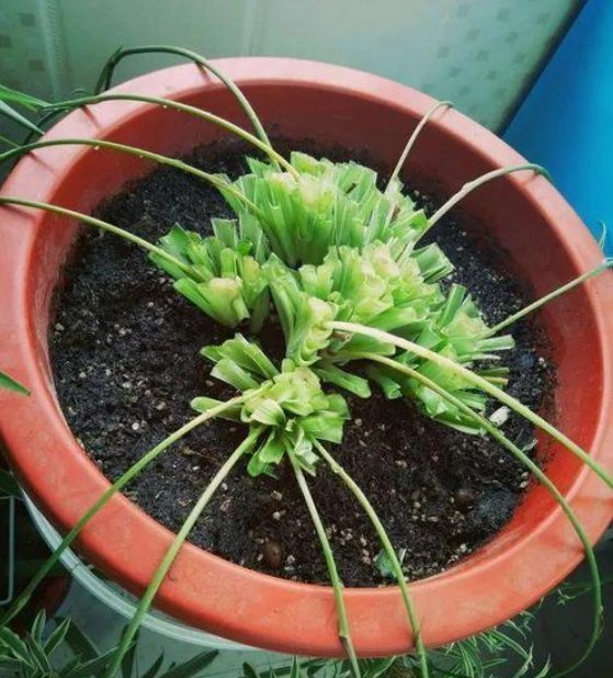  茉莉花@这3种花太好养,就算黄叶了,剪成秃头,很快就能长出绿油油叶子