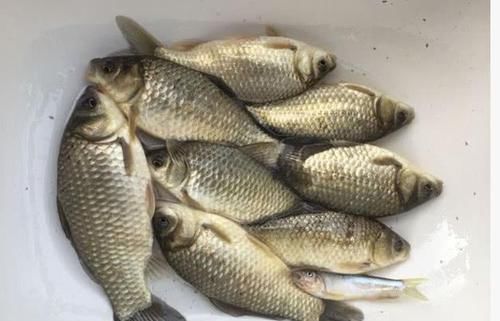 适合■一饵悬浮一饵触底很适合新手 ?这可错了,野钓根本不需要这样