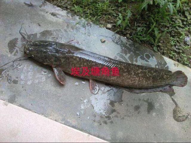  #我国#这种是我国最贵的淡水鱼品种之一，很多人即使钓到都舍不得吃