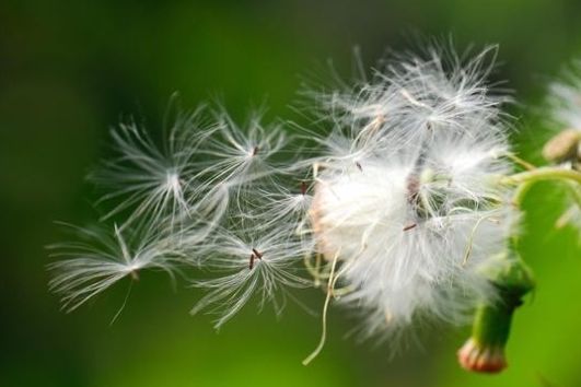 #没错#七八十年代喂猪的野草，不是中药材就是野菜，吃过的是土